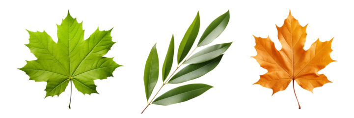 Set of different tree leaves is carved on a transparent background. Element to be inserted into a design or project