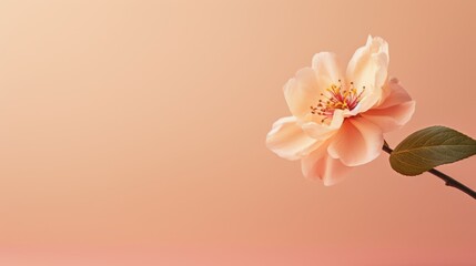 A single flower on a peach fuzz, orange and pink shade background and copy space 