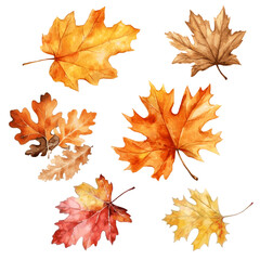 Autumn bright leaves maple and oak watercolor paint on white background