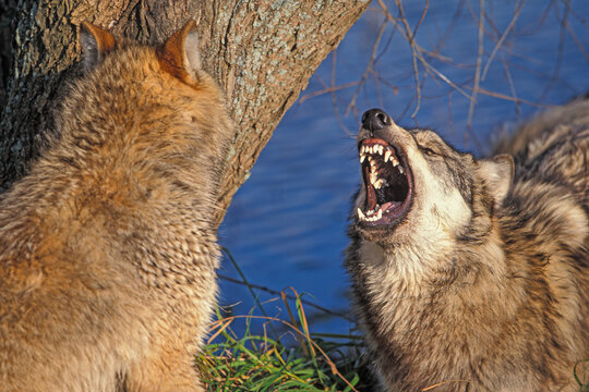 Alpha male of Gray Wolf  pack fighting for dominance.