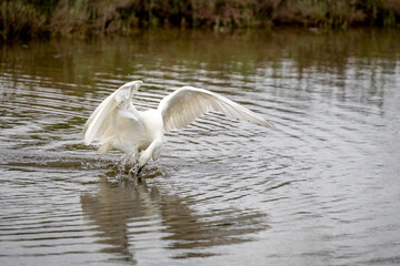 Seidenreiher auf der Jagd, Lagune von Cavallino-Treporti