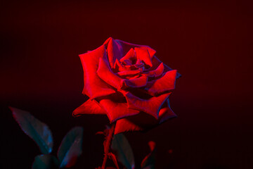 Red rose on black surface background, background with rose