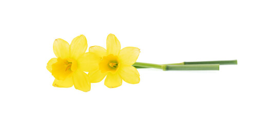 Yellow daffodils isolated on white. - 697393193
