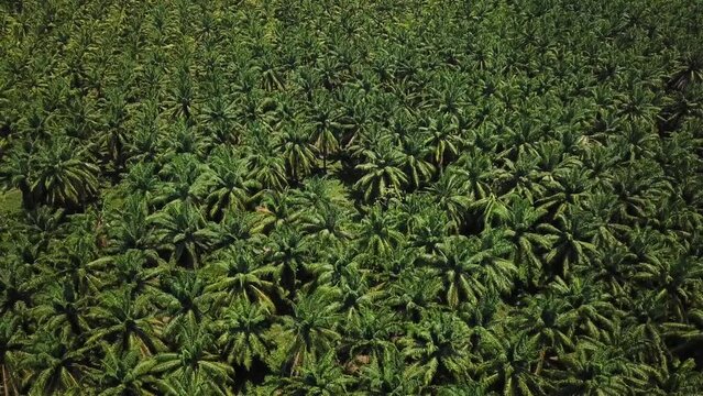 Aerial drone footage of palm trees in Colombia. Drone shoot of Palm oil farm.
