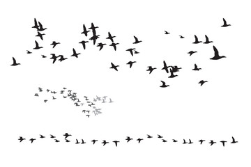 Ducks flying in a natural distribution. Vector images. White background.  - obrazy, fototapety, plakaty