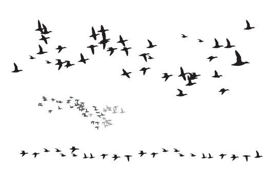 Ducks flying in a natural distribution. Vector images. White background. 