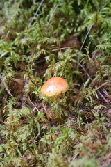 mushroom in the forest amongst the moss