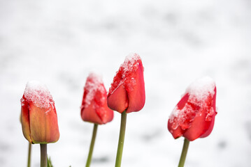 Snow covering tulip flowers in flower bed in late spring in home garden.