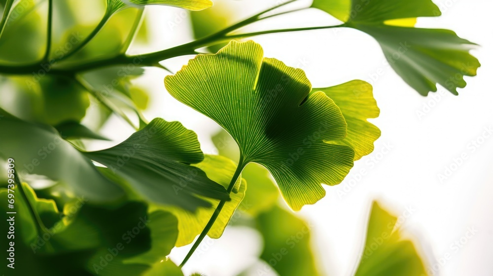 Poster a detailed close-up of a plant with vibrant green leaves. perfect for adding a touch of nature to an
