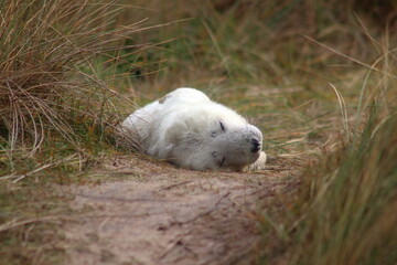 Seal pup sleeping on beach