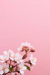 Obraz na płótnie Canvas Branch of blossoming cherry on a pink background. vertical image. spring background