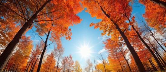 Bright sun illuminates colorful trees framing the blue sky in wide angle autumn scenery.