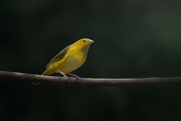 Obraz premium Male Saffron Finch bird (Sicalis flaveola)