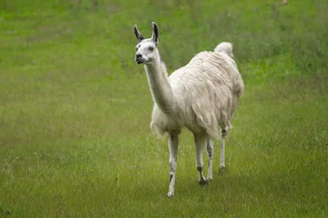 Fotobehang White Llama (Lama glama) - South american camelid © diegograndi