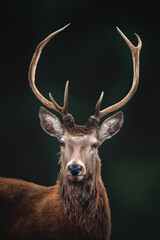 Male Red Deer portrait (Cervus elaphus)