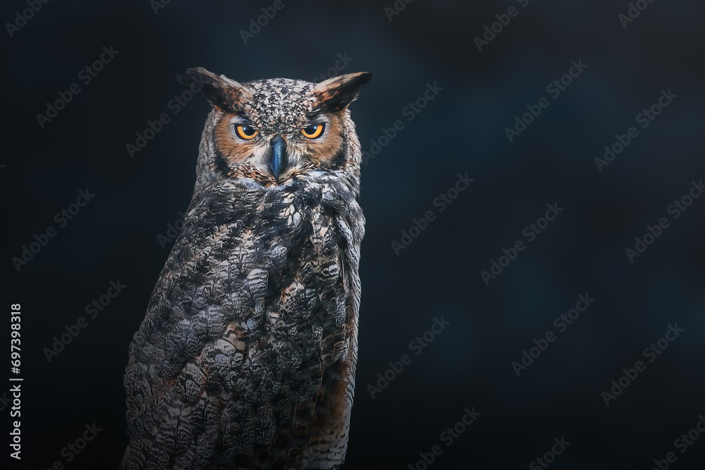 Wall mural south american great horned owl (bubo virginianus nacurutu) - nocturnal bird