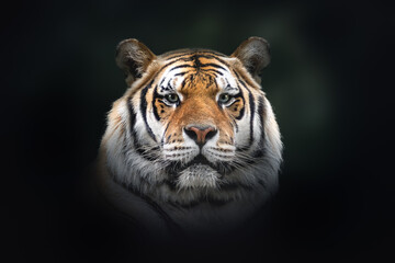 Siberian Tiger (Panthera tigris tigris) - obrazy, fototapety, plakaty
