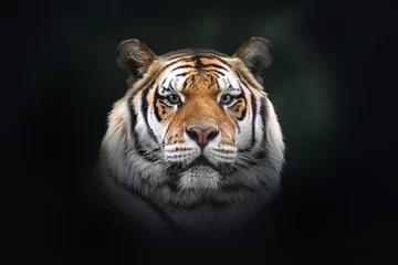 Zelfklevend Fotobehang Siberian Tiger (Panthera tigris tigris) © diegograndi