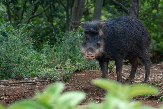 White-lipped Peccary (Tayassu pecari) - South american suine