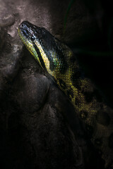 Green Anaconda (Eunectes Murinus) - Boa Snake