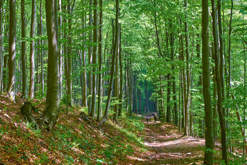 Road in a summer, green beech forest. A group of tourists walks in the distance