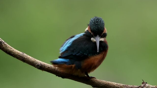 A kingfisher sits on a branch and looks out for fish. A beautiful video with a bird. Beautiful light. Alcedo atthis