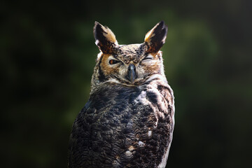South American Great Horned Owl (Bubo virginianus nacurutu) - Nocturnal Bird - Powered by Adobe
