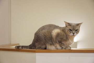 Ausutralian Mist cat sitting on the handrail