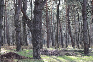 Obraz premium trees in the forest