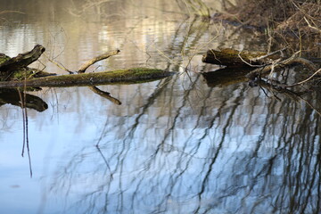 reflection in the water