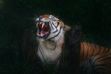 Siberian Tiger showing its teeth (Panthera tigris tigris)