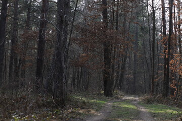 path in the woods