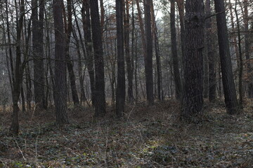 footpath in the woods