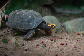 Yellow footed Tortoise (Chelonoidis denticulata)