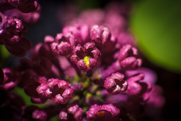 Spring lilac flowers with dew drops