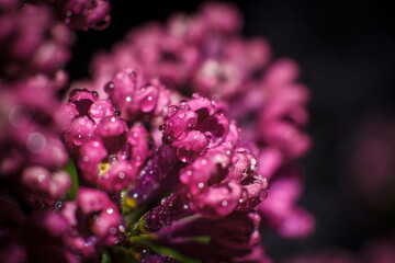 Spring lilac flowers with dew drops