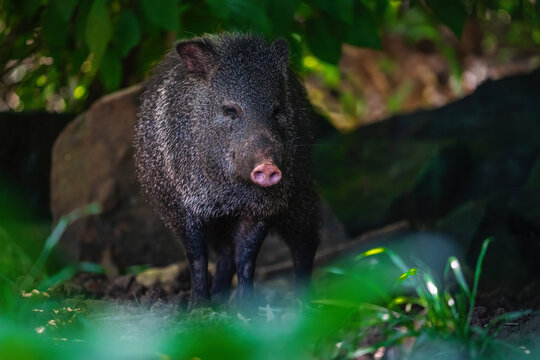 Collared Peccary (Dicotyles tajacu) - South american suine