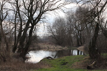 morning in the forest