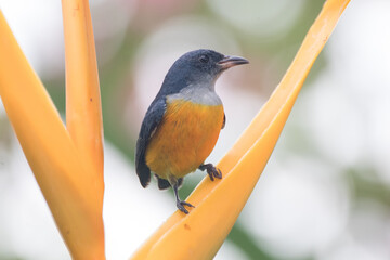 The orange-bellied flowerpecker (Dicaeum trigonostigma) is a species of bird in the family Dicaeidae