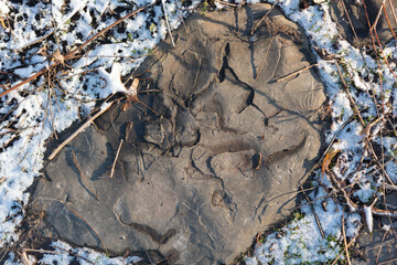 textured paver stone embedded in a pathway surrounded by natural debris and snow