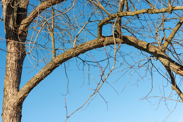 elegant curved branch with scrappy smaller branches on a blue sky