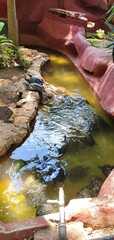 pond