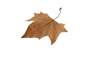 Fallen leaf isolated transparent png. Autumn season dry brown plane tree foliage.