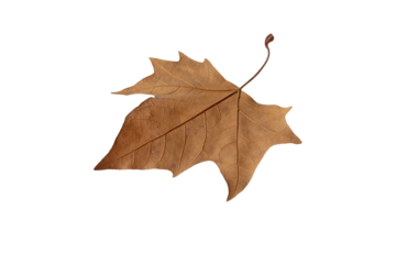 Fallen leaf isolated transparent png. Autumn season dry brown plane tree foliage.