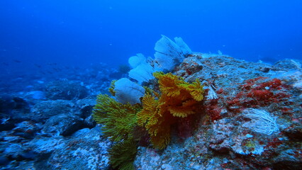 Fototapeta na wymiar colorful pacific coral reef 