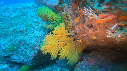 colorful pacific coral reef 