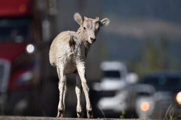 Bighorn Sheep Lamb in front of Traffic