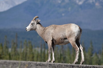 Bighorn Sheep Ewe 