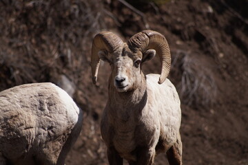 Bighorn Sheep Ram