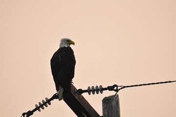 Hazy Morning Bald Eagle